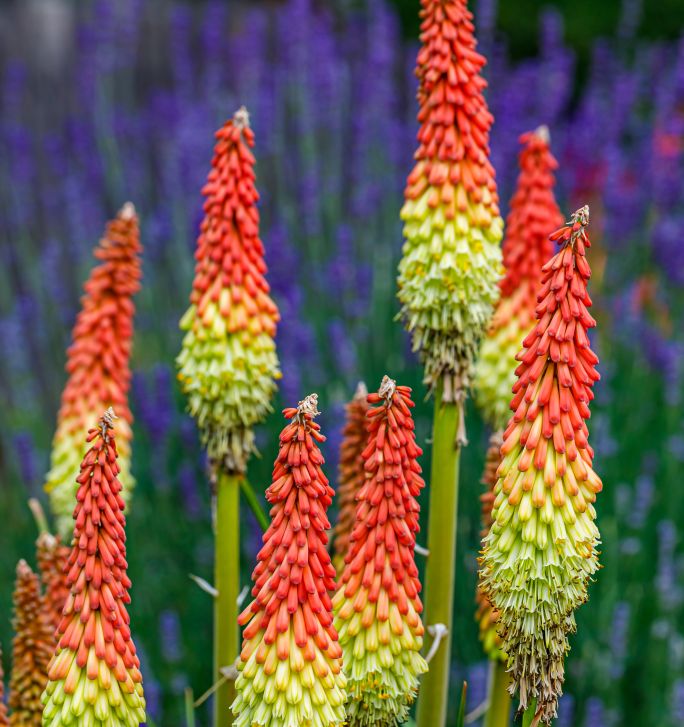 Kwiatostany trytomy groniastej (Kniphofia uvaria) w intensywnych odcieniach czerwieni, pomarańczu i żółci na tle fioletowych kwiatów lawendy w ogrodzie ozdobnym