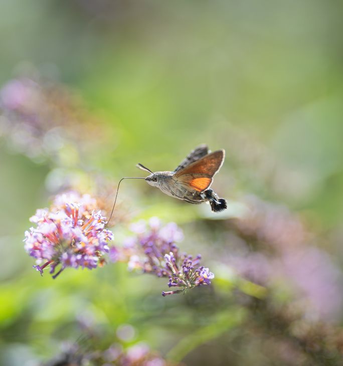 motyl zawisak