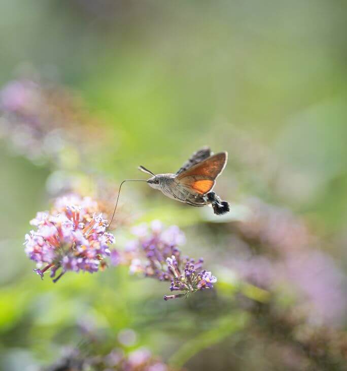 motyl zawisak