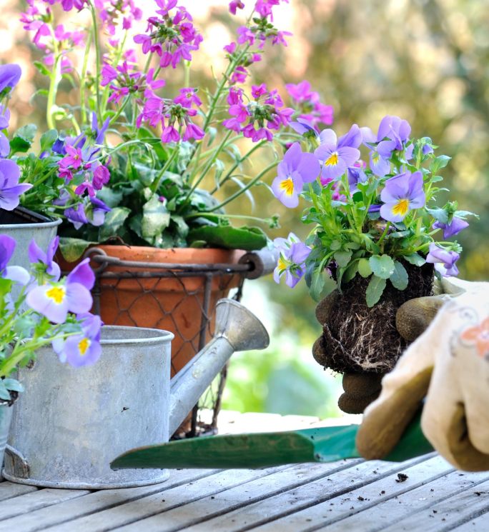 Co sadzić w ogrodzie w marcu i kwietniu