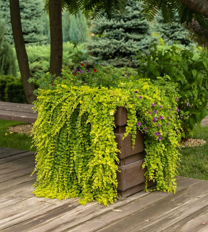 Drewniana donica z bujnie zwisającą rośliną okrywową – tojeścią rozesłaną (Lysimachia nummularia) i kolorowymi kwiatami, ustawiona na drewnianym tarasie w ogrodzie
