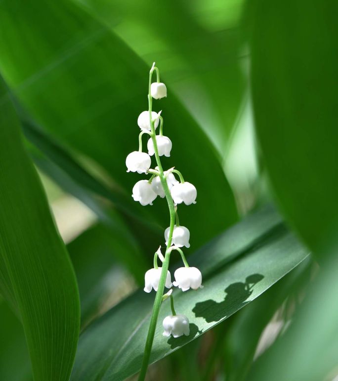 Rozrost konwalii – co trzeba wiedzieć?