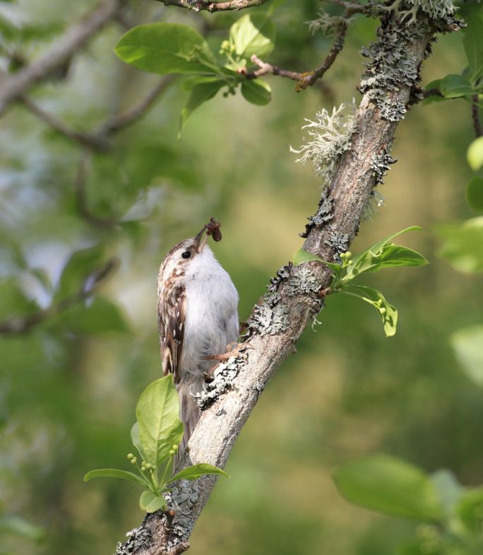 jak wygląda pełzacz ogrodowy ptak