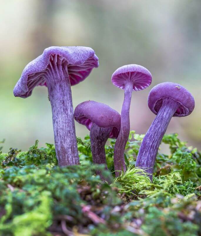 fioletowe grzyby