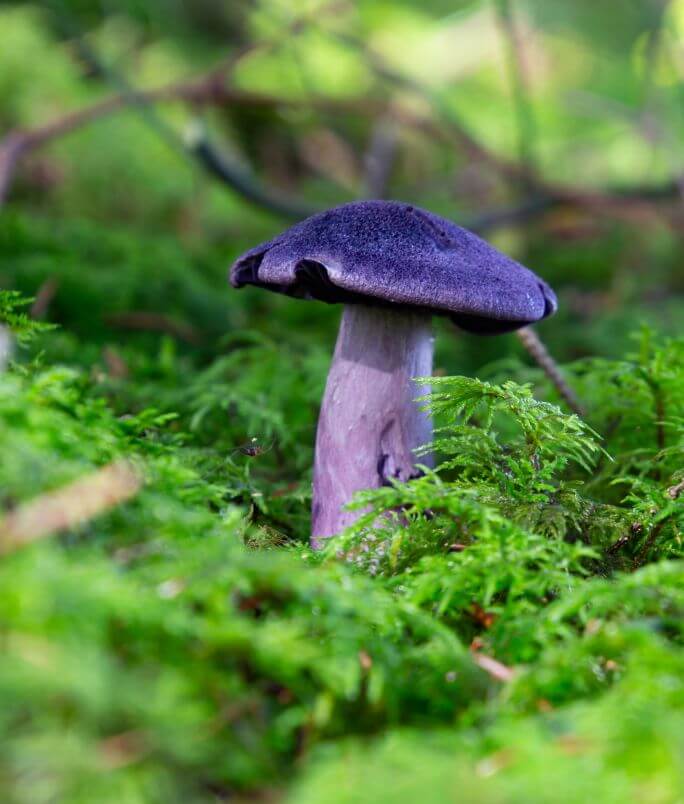 fioletowe grzyby