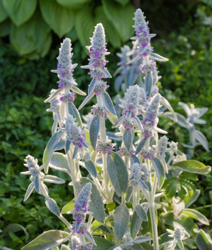 Czyściec wełnisty (Stachys byzantina) z miękkimi, srebrzystymi liśćmi i drobnymi fioletowymi kwiatami, rosnący na rabacie wśród zieleni