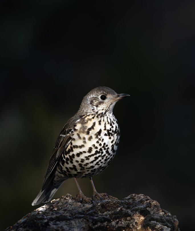 jak wygląda ptaszek paszkot