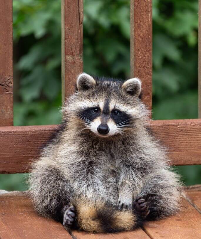 jak wygląda szop pracz