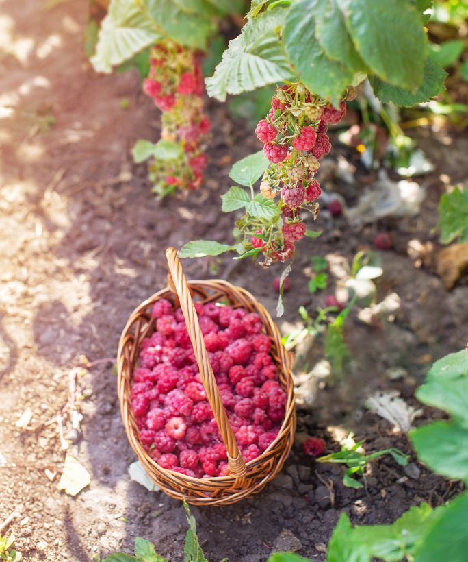 kalendarz biodynamiczny lipiec 2024