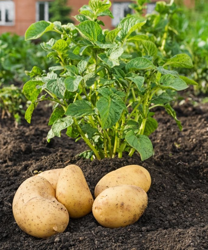 Sezon na warzywa młode ziemniaki
