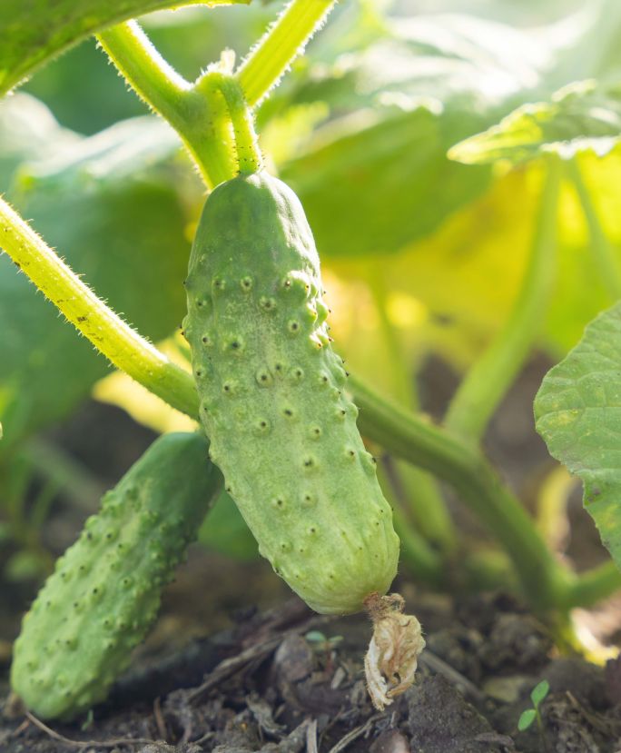 kalendarz biodynamiczny lipiec 2026
