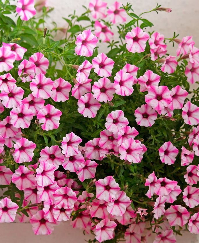 supertunia mini vista