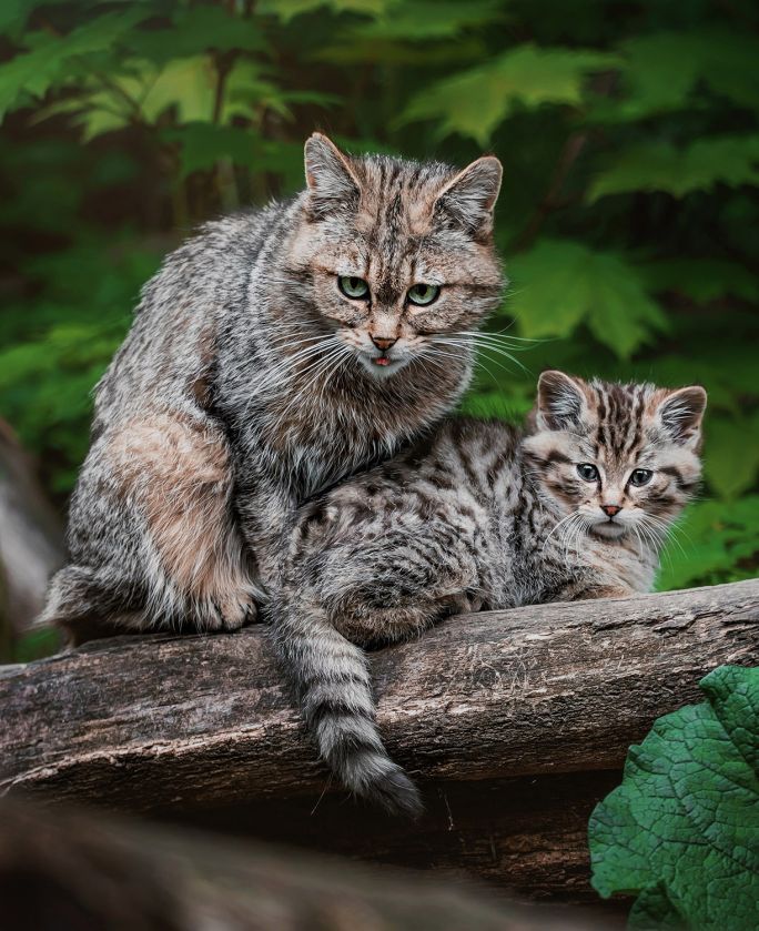 czym się różni żbik od kota
