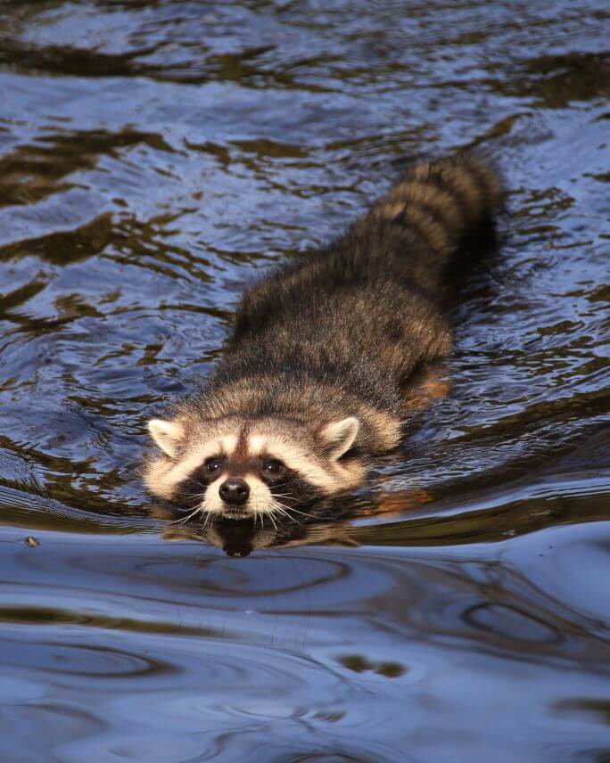 gdzie żyje szop pracz w polsce