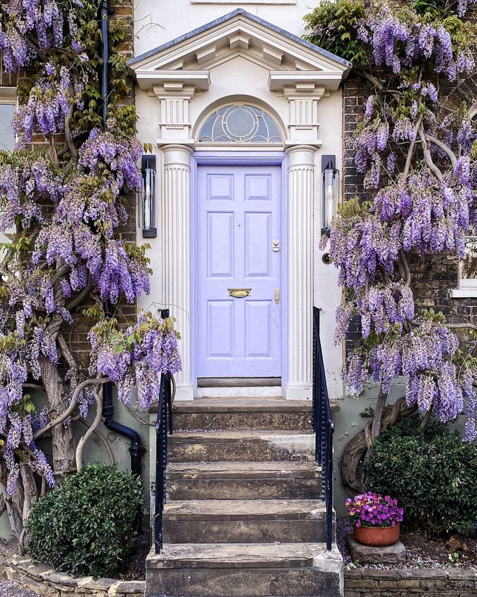 wisteria