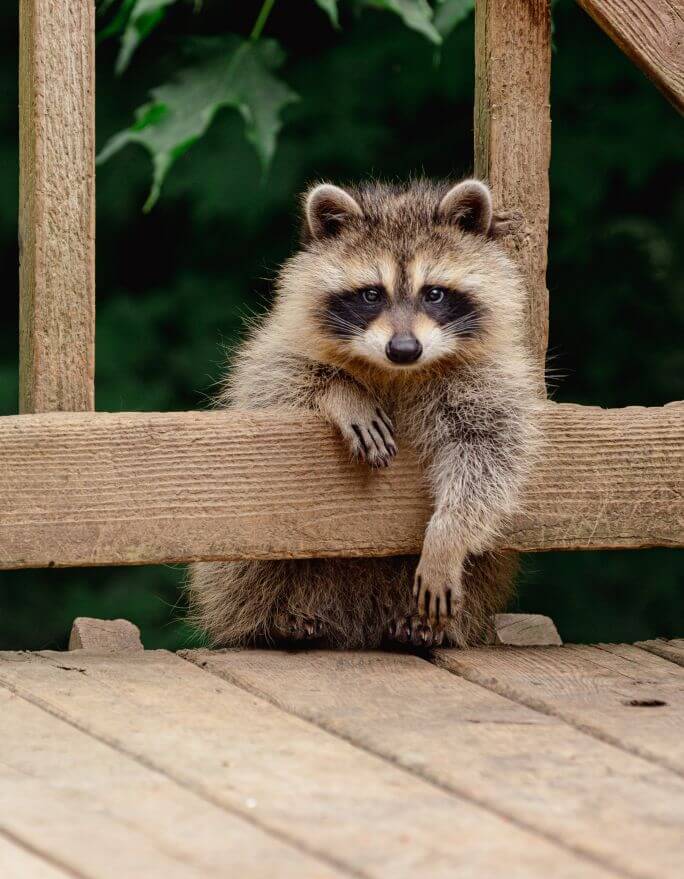 gdzie mieszka szop pracz