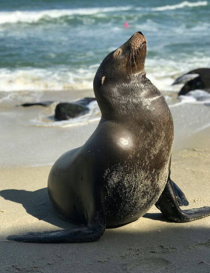 foka na plaży w Polsce