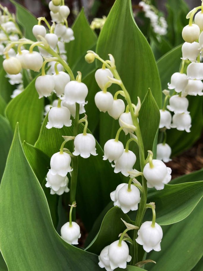 Konwalia majowa – opis rośliny dla początkujących