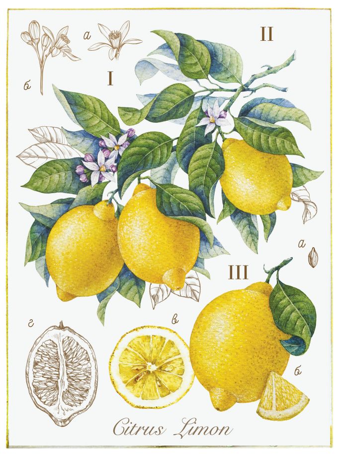 Dzień Matki plakat retro cytryny