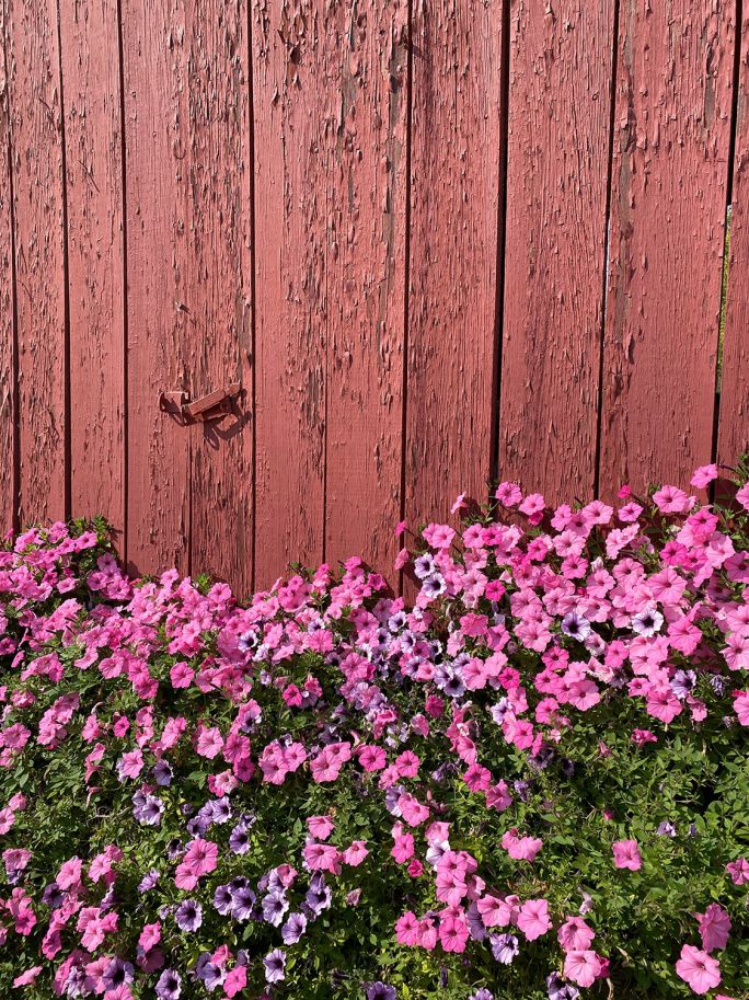 supertunia vista