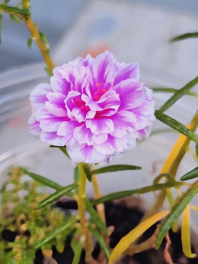 idealne kwiaty na balkon