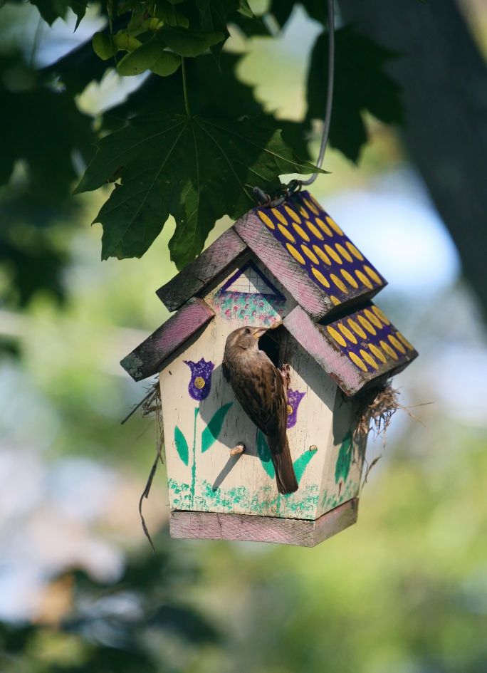 Aby zachęcić ptaki do zamieszkania w ogrodzie, rozwieś budki lęgowe
