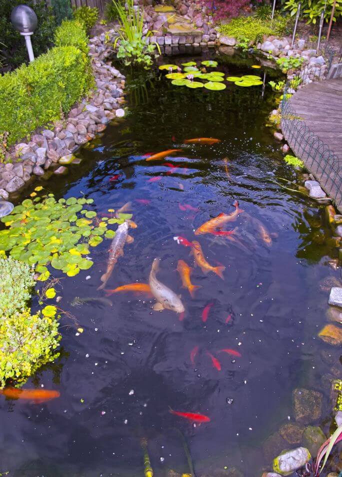 Hodowanie ryb może być największą częścią frajdy z oczka wodnego w ogrodzie