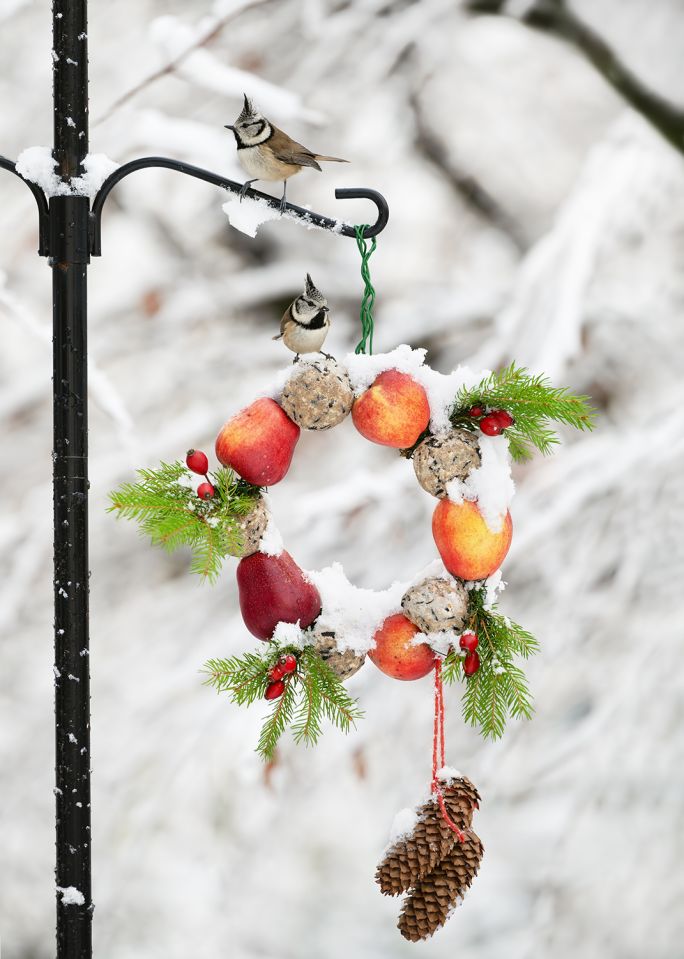 czym dokarmiać ptaki zimą