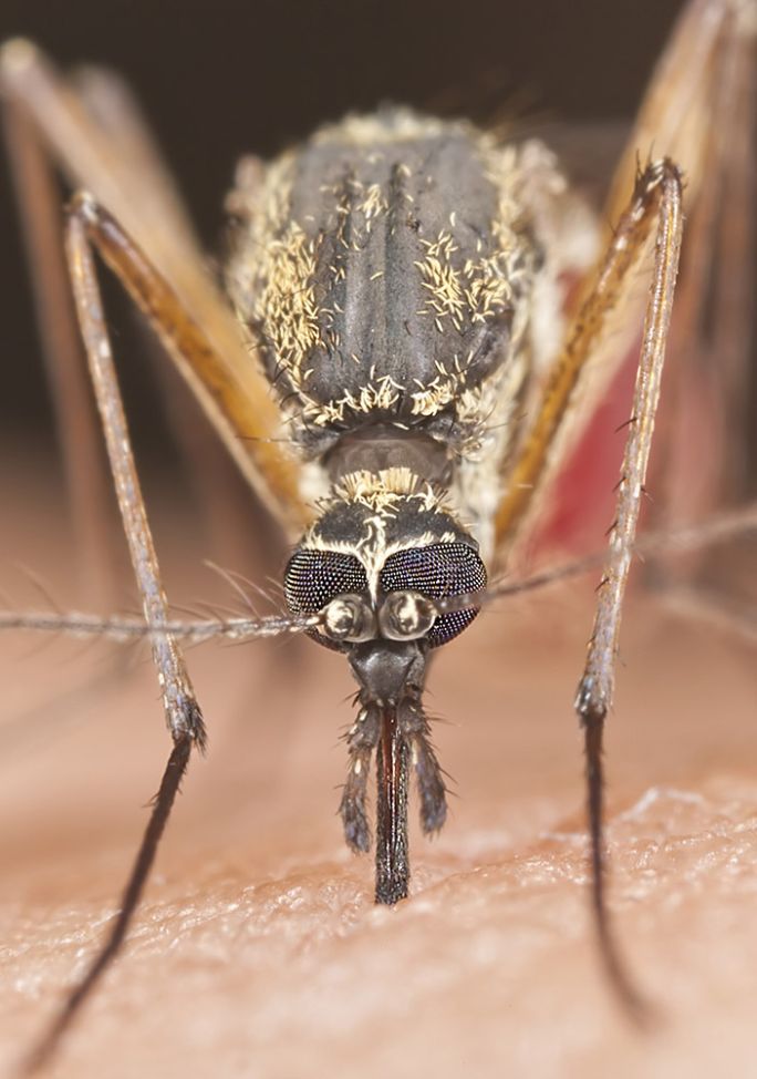 komar makro