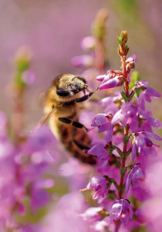 wrzosowisko Mostówka pszczoła