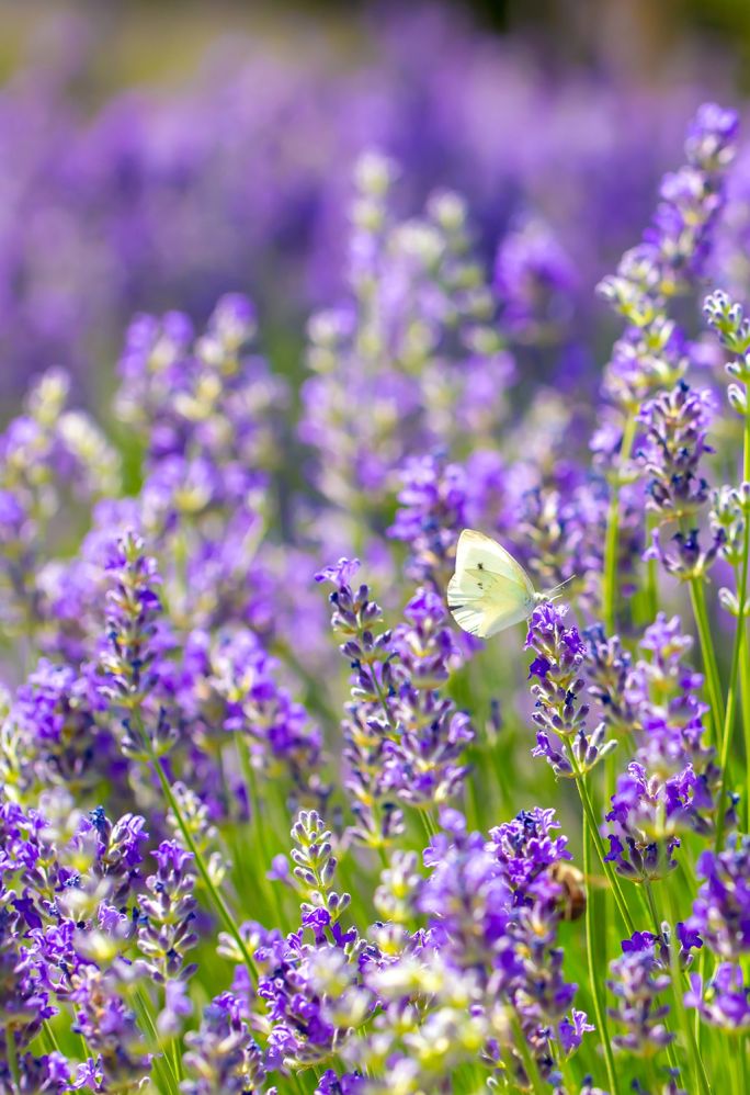 kiedy przycinać lawendę