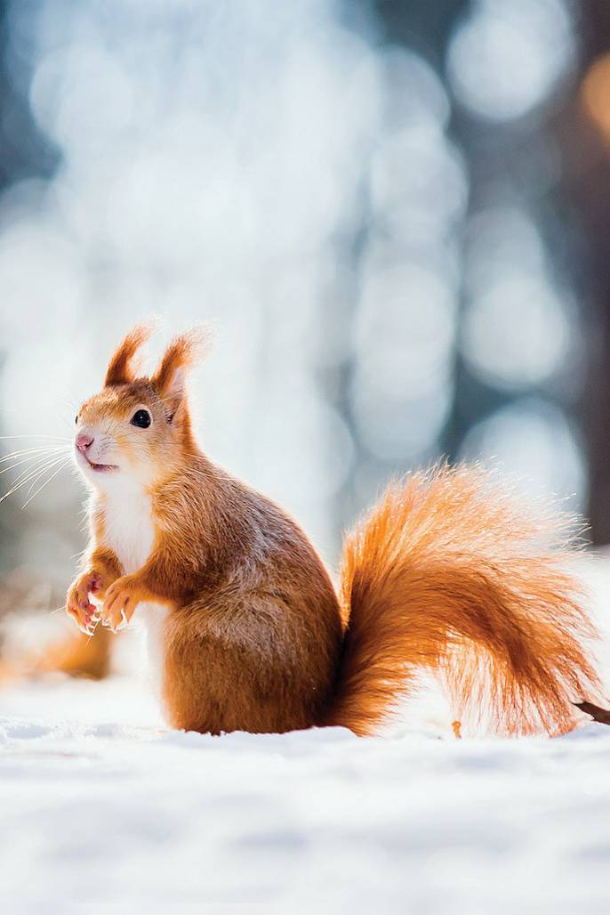 Wysypuj wiewiórkom orzechy.