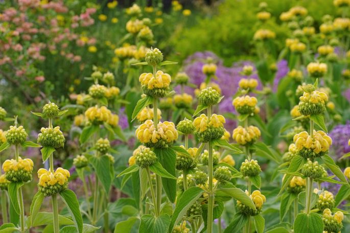 Żeleźniak Russela (Phlomis russeliana)