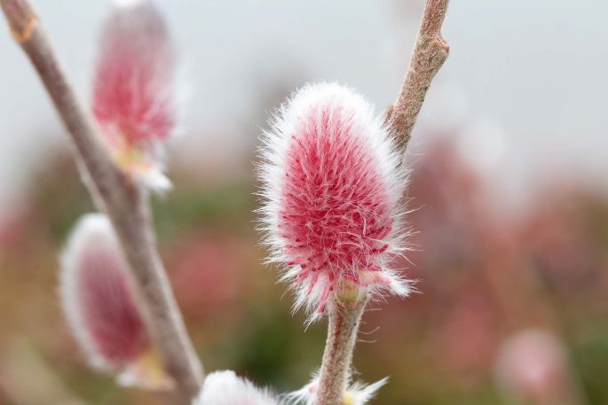 Wierzba  smukłoszyjkowa ’mt aso’