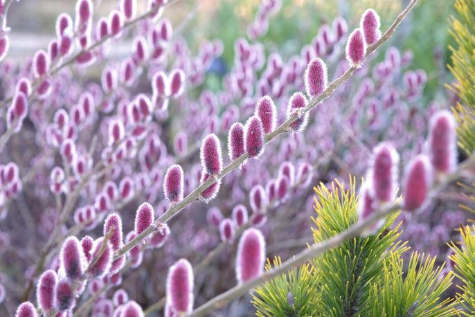 Wierzba  smukłoszyjkowa ’mt aso’