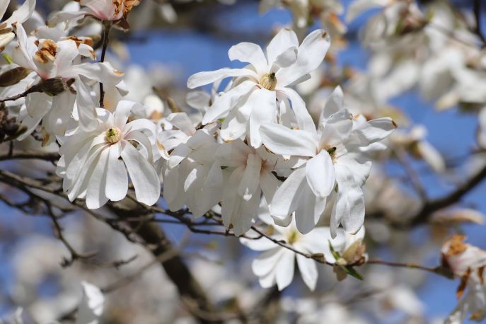 Magnolia Gwiaździsta