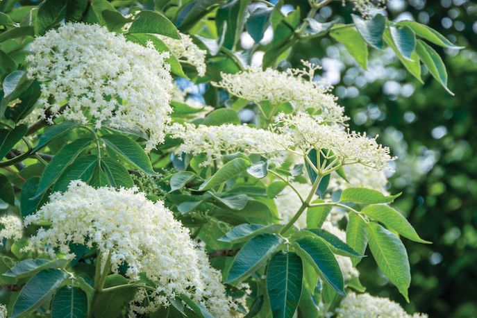czarny bez