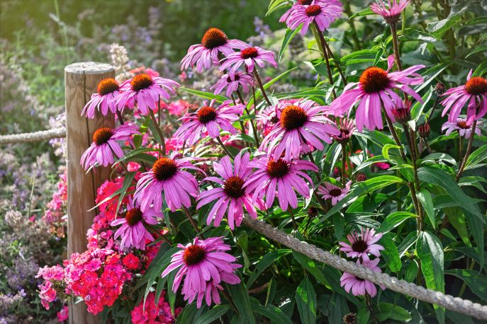 Jeżówka purpurowa (Echinacea purpurea)