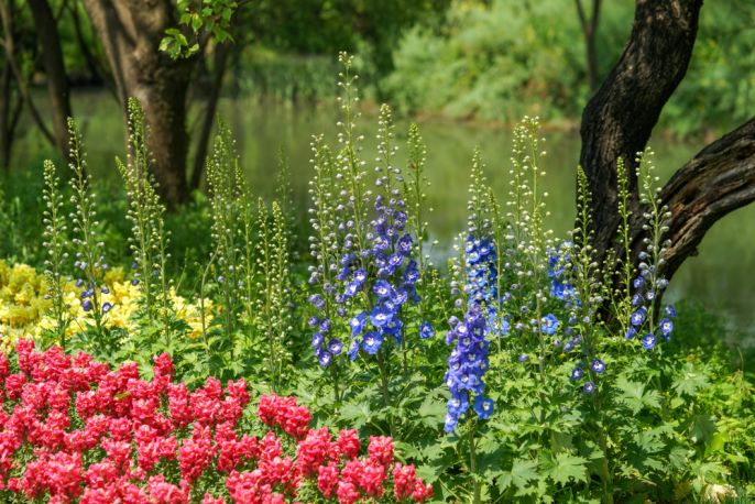 Ostróżki ogrodowe (Delphinium x cultorum)
