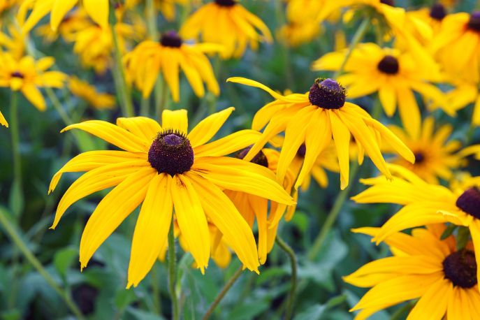Rudbekia