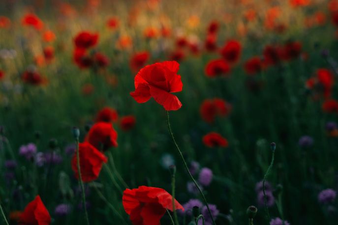 Mak polny / fot. madara moroza/ unsplash