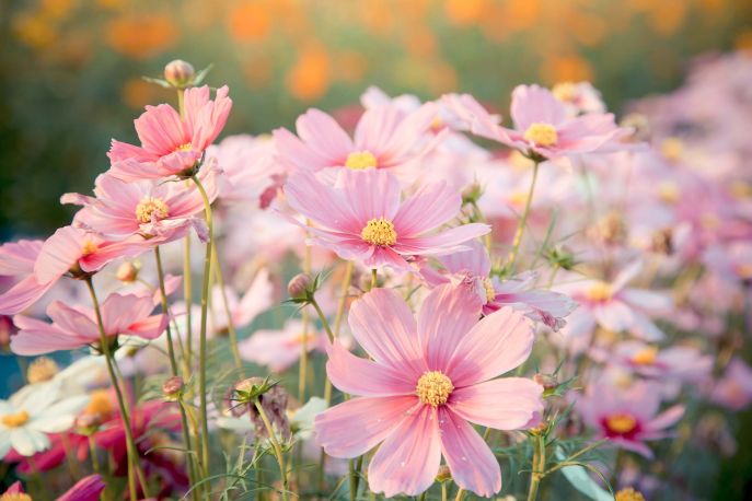 Kosmosy/ fot. shutterstock