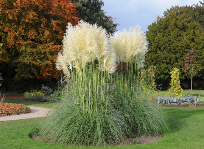 Trawa pampasowa (Cortaderia selloana)