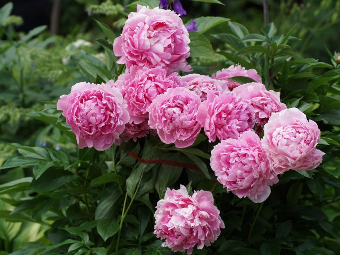 Piwonia odmiana Sarah Bernhardt