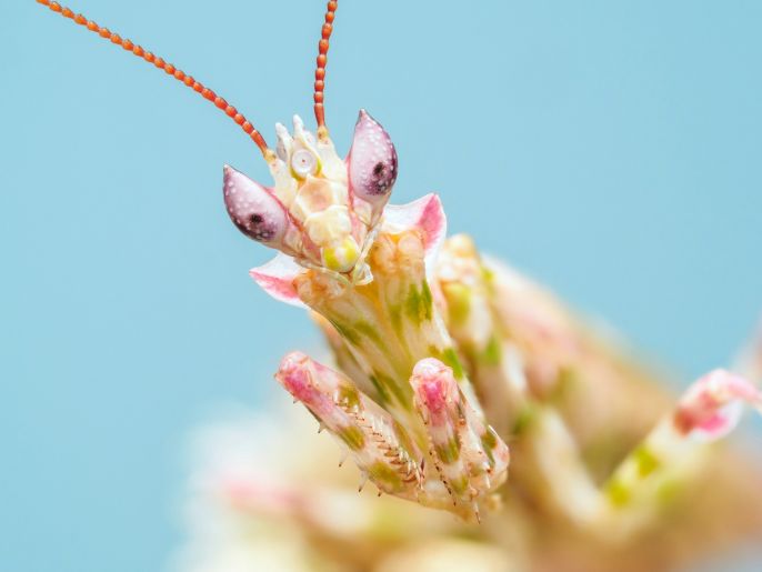Piękny gatunek modliszki Harpagomantis tricolor fot. Janan/ Unsplash
