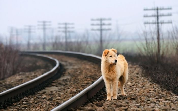 25.10: Dzień Kundelka 25.10: Dzień Kundelka