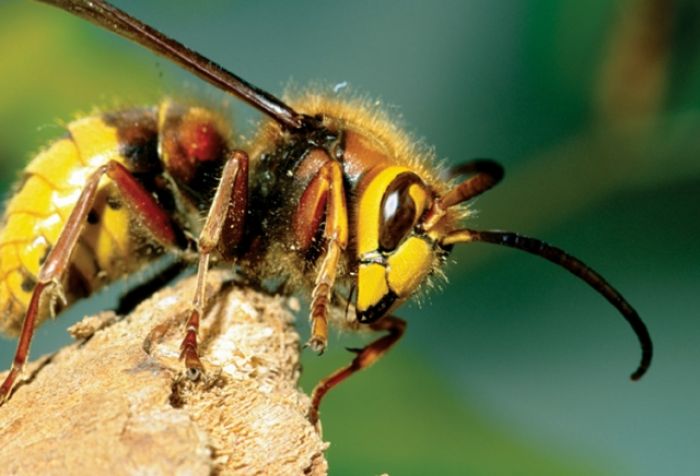 Spotkania z żądłem Spotkania z żądłem