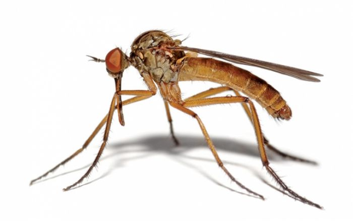Czego boją się komary