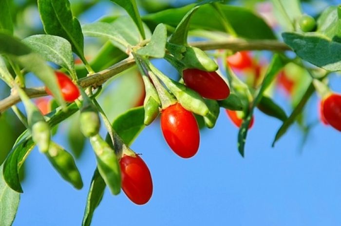 Goji – jagody o niezwykłej mocy Goji – jagody o niezwykłej mocy