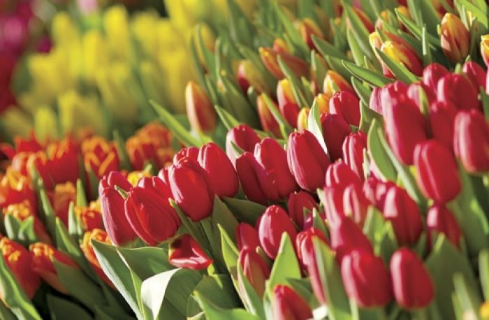 Tulipanowe dywany Tulipanowe dywany
